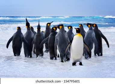 King Penguins Heading To The Water In The Falkland Islands