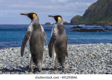 King Penguins Holding 