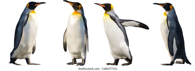 Королевские пингвины. Изолированные на белом фоне