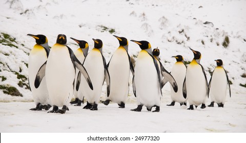 King Penguins Marching