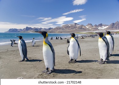 King penguins on a beach
