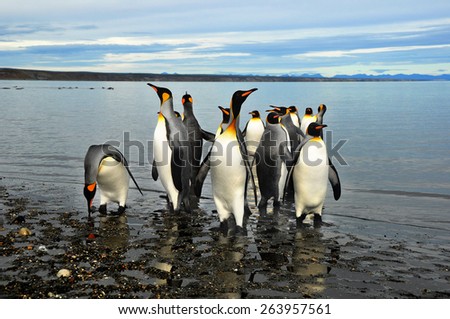 King Penguins on the beach in the island of Tierra del Fuego 