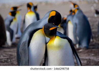 King penguins on the Falkland Islands