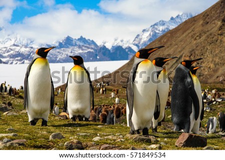 King penguins on South Georgia Island, Antarctica