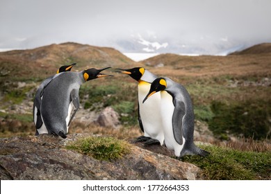 King Penguins, St Andrews Bay