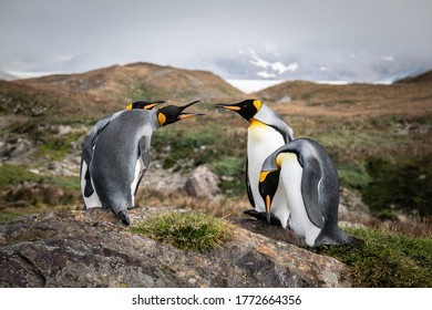 King Penguins, St Andrews Bay