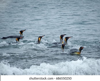 King penguins swimming, South Georgia