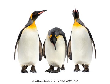 King Penguins Walking In A Row, Isolated