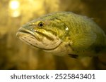 King of the pond, Smallmouth Bass (Micropterus dolomieu). Warm light filters down through the surface of water. Large predator sport fish searches for prey amongst vegetation