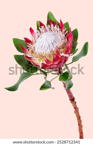 King protea background, design space. flower on pastel pink background. King protea flower on pink background. King protea flower 