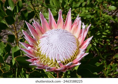 King Protea, Protea cynaroides, Kirstenbosch National Botanical Garden, Newlands, near Cape Town, South Africa - Powered by Shutterstock