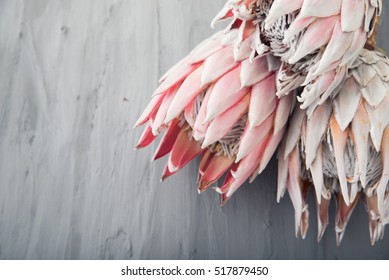 King Protea Flower