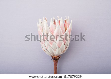 King protea flower