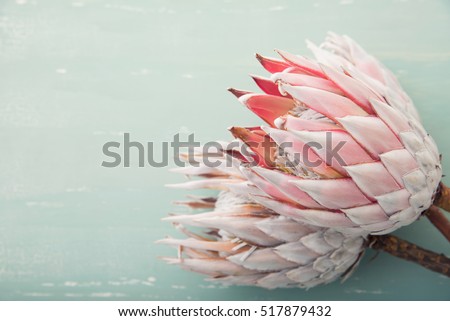 King protea flower