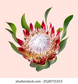 King protea flower, macro photo. Beautiful red King protea blooming flower isolated photo, minimal background. Isolated beautiful King protea flower bloom, beautiful King protea red flower photo - Powered by Shutterstock