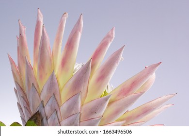 The King Protea - South Africa's National Flower 