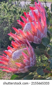 King 
Proteas Western Cape South Africa