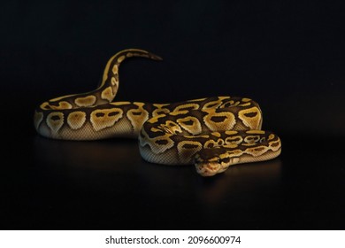 royal python, or ball python python regius, studio... Ball Python Python Regius Called Royal Stock Photo (Edit Now) 2098635157