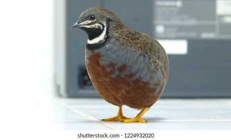 King Quail 1