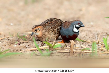 King Quail