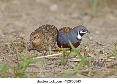 King Quail Button Quail Male Female Stock Photo 482965843 | Shutterstock