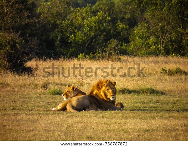 King Queen Jungle Rest During Hot Stock Photo Edit Now 756767872