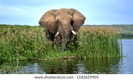 King of the River