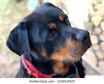 what is a king rottweiler