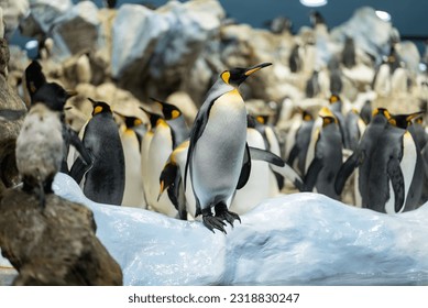 king royal penguin family at loro park zoo, Tenerife, Canary island