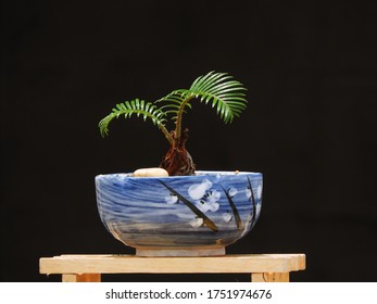 King Sago Palm In A Ceramic Pot On A Black Background