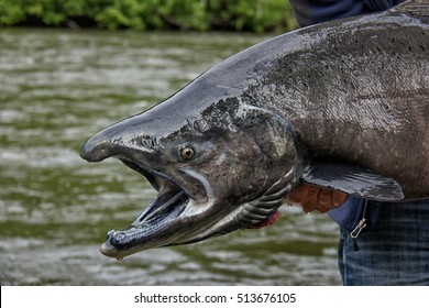 King Salmon fishing in the pristine wilderness of the Yukon in Canada