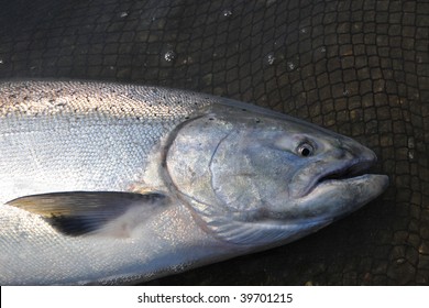 King Salmon Laying In Net Alive