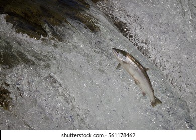King Salmon - (Oncorhyncus tshawytscha)