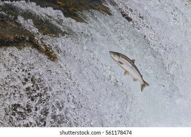 King Salmon - (Oncorhyncus tshawytscha)