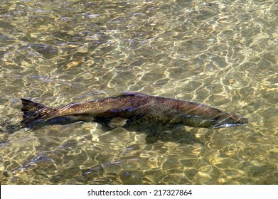 A King Salmon in a River