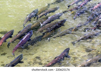 King Salmon Spawning