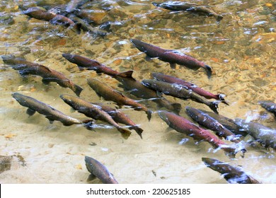 King Salmon Spawning