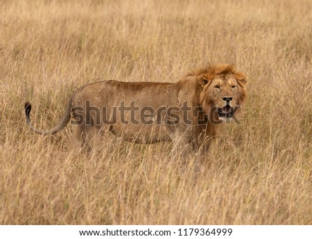 Similar – Image, Stock Photo lion in Masai Mara Kenya