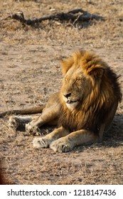 the king of the savannah at rest