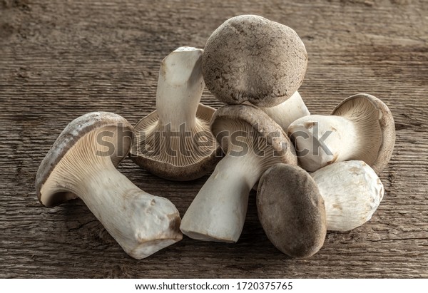 King trumpet mushroom on a background of wood\
texture. Useful edible\
mushrooms.