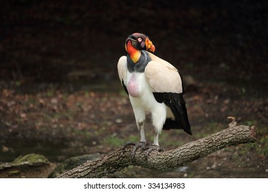 King Vulture