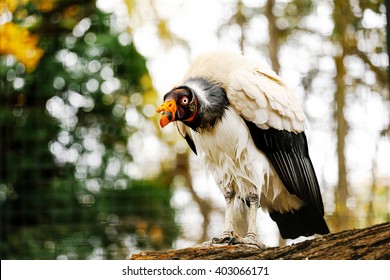 King Vulture