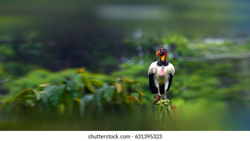 King Vulture