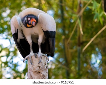 King Vulture