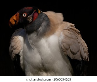 The King Vulture Is The Most Brilliantly Colored New World Vulture