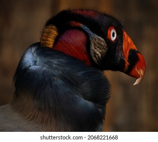 The King Vulture Is The Most Brilliantly Colored New World Vulture