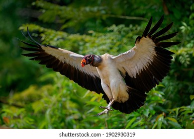 King Vulture - Sarcoramphus papa big bird of prey, 
New World vulture family Cathartidae, black and white body, red, orange head, beak throat. Wide wings flying and landing in rainy tropical weather - Shutterstock ID 1902930319