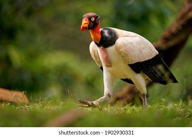 King Vulture - Sarcoramphus papa big bird of prey, 
New World vulture family Cathartidae, black and white body, red, orange head, beak throat. Wide wings flying and landing in rainy tropical weather - Shutterstock ID 1902930331
