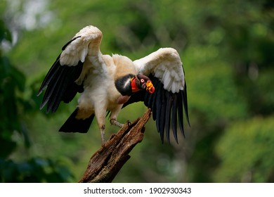 King Vulture - Sarcoramphus papa big bird of prey, 
New World vulture family Cathartidae, black and white body, red, orange head, beak throat. Wide wings flying and landing in rainy tropical weather