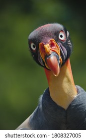 The king vulture (Sarcoramphus papa) is a large bird found in Central and South America. It is a member of the New World vulture family Cathartidae.  